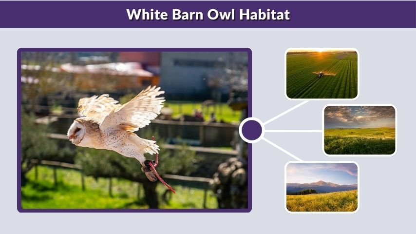 White Barn Owl Habitat