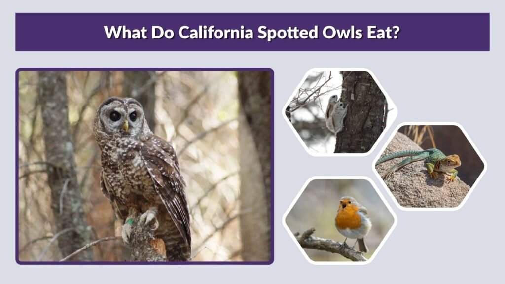 What Do California Spotted Owls Eat?