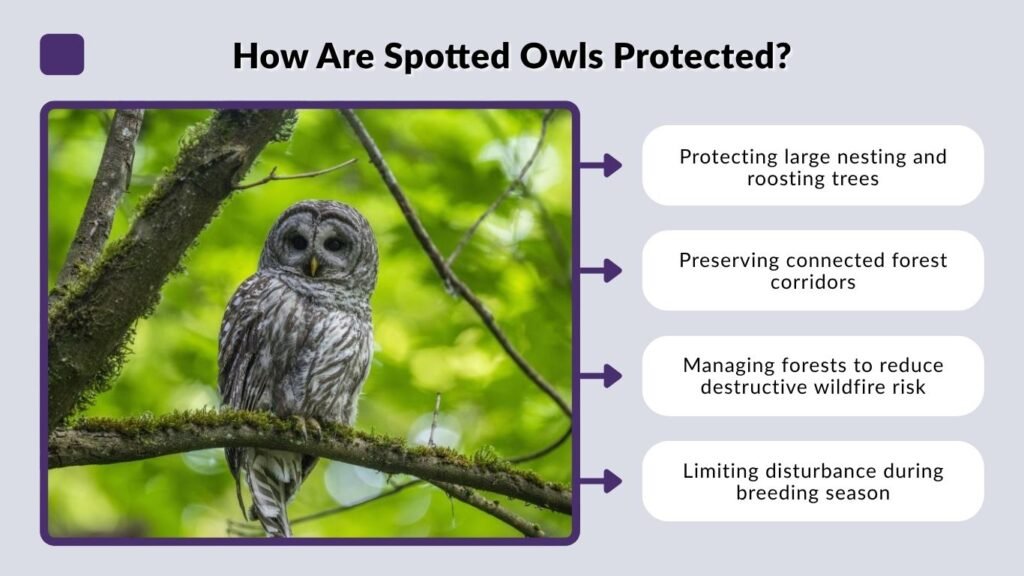 How Are Spotted Owls Protected?