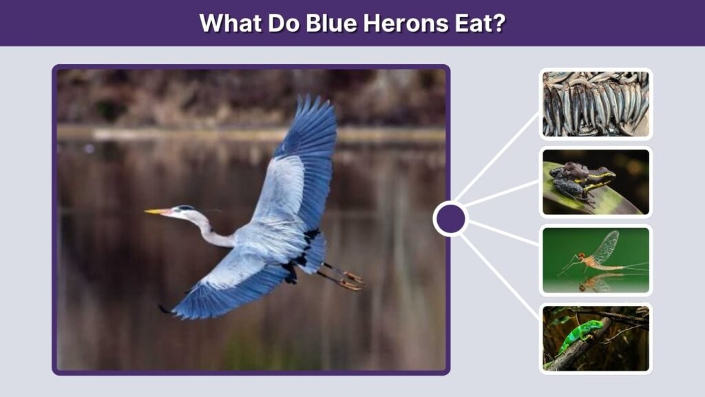 What Do Blue Herons Eat?