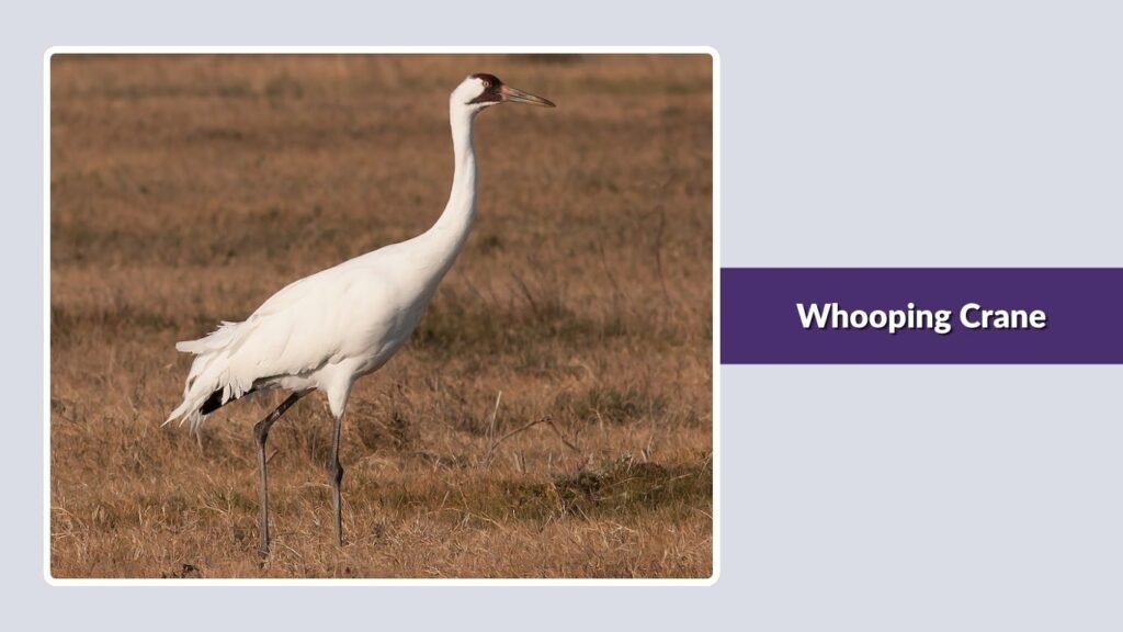 Whooping Crane