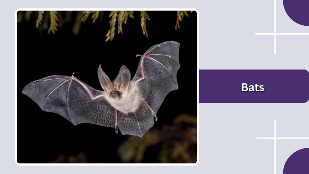 Bats