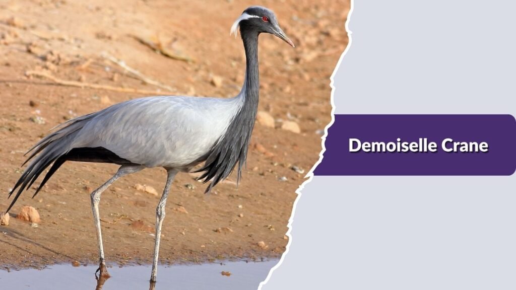 Demoiselle Crane