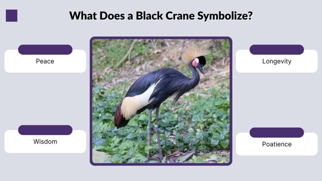 What Does a Black Crane Symbolize?