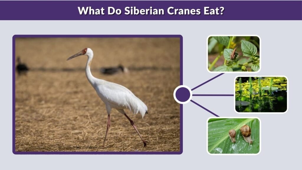 What Do Siberian Cranes Eat?