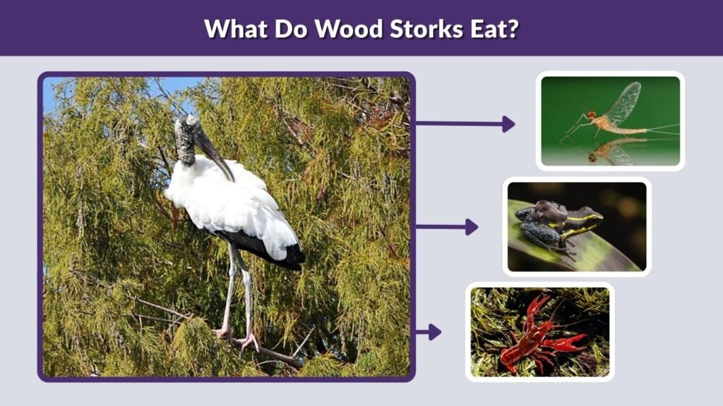 What Do Wood Storks Eat?