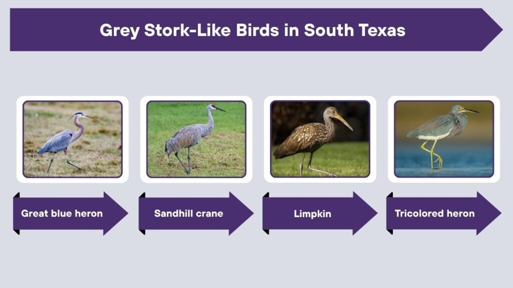 Grey Stork-Like Birds in South Texas