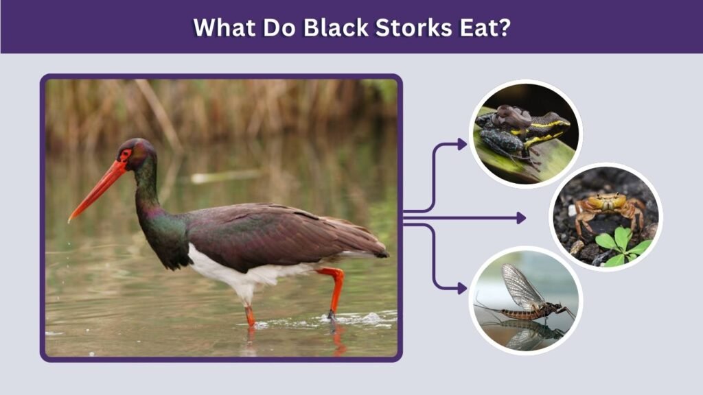 What Do Black Storks Eat?