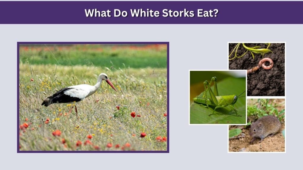 What Do White Storks Eat?