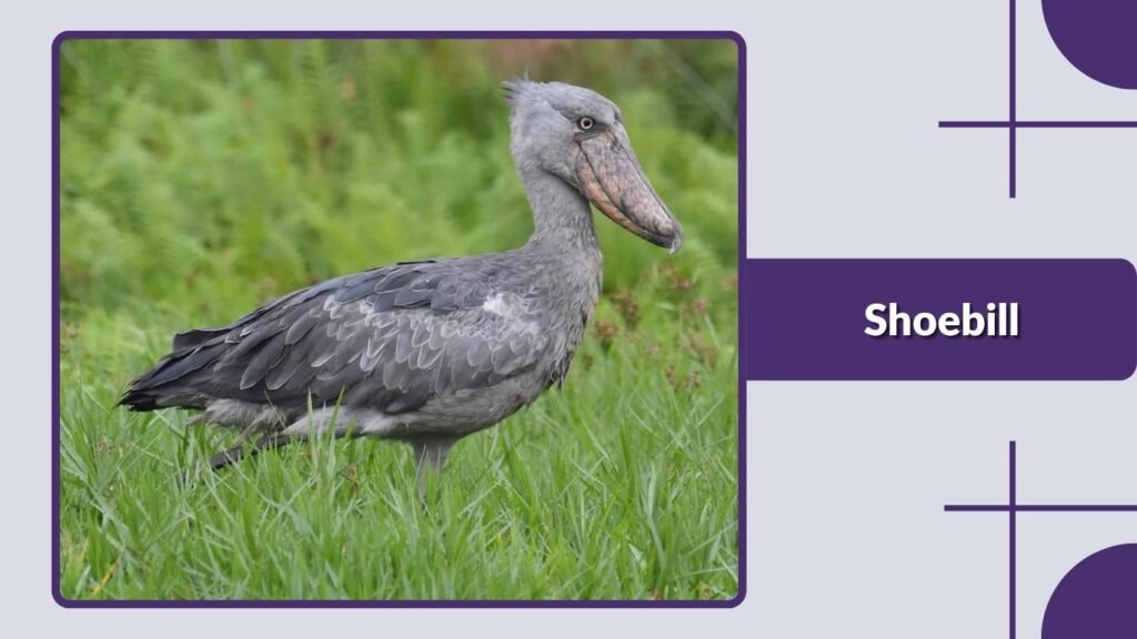 Shoebill