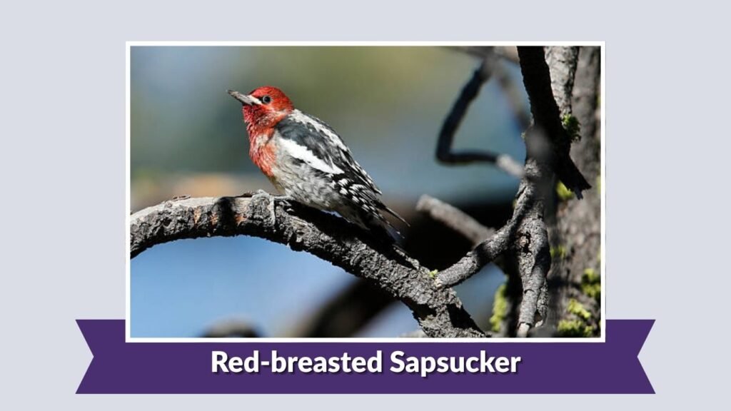  Red-breasted Sapsucker