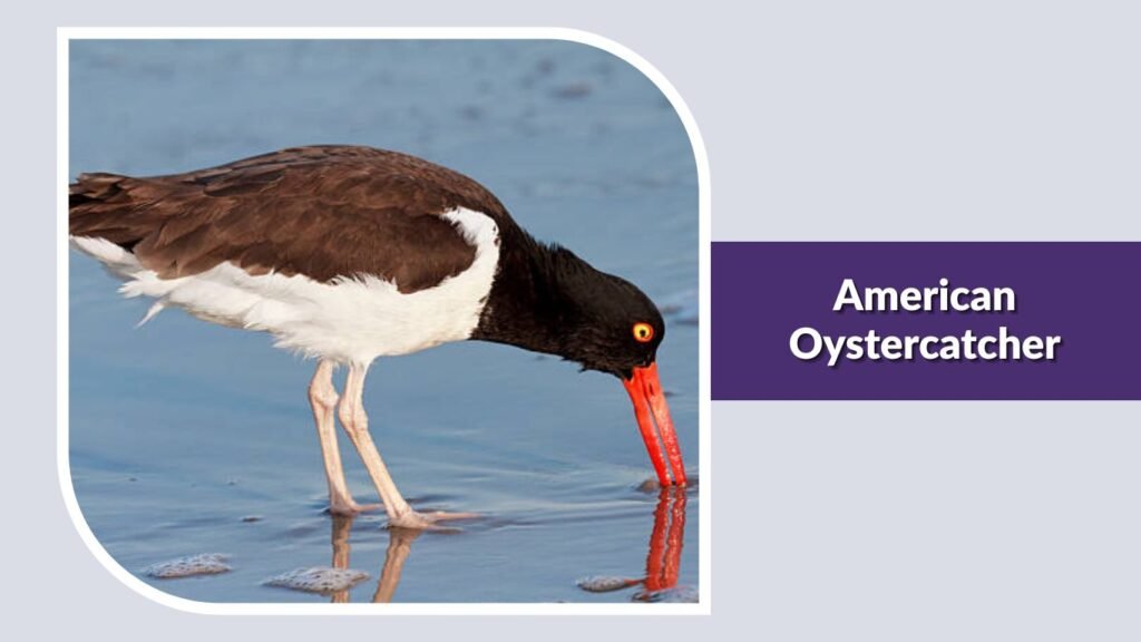 American Oystercatcher