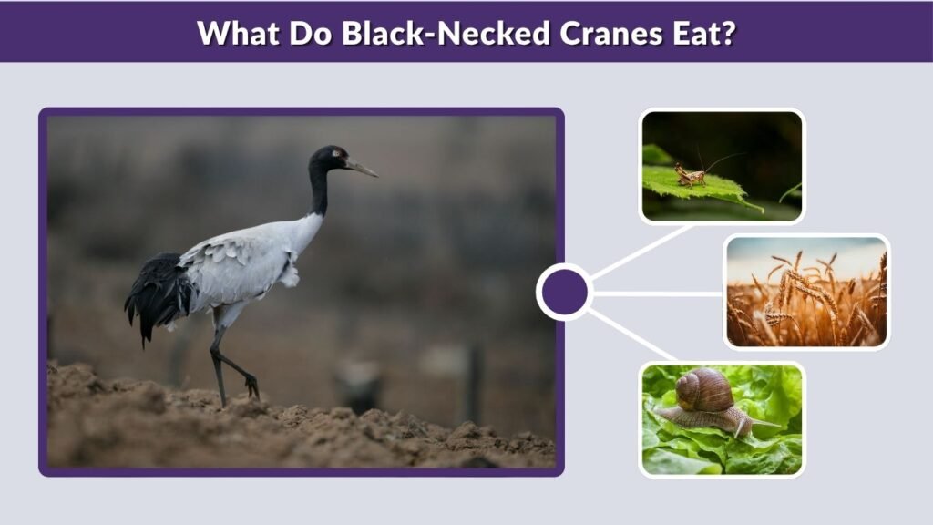 What Do Black-Necked Cranes Eat?