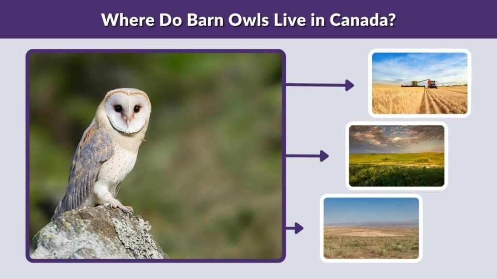 Where Do Barn Owls Live in Canada?
