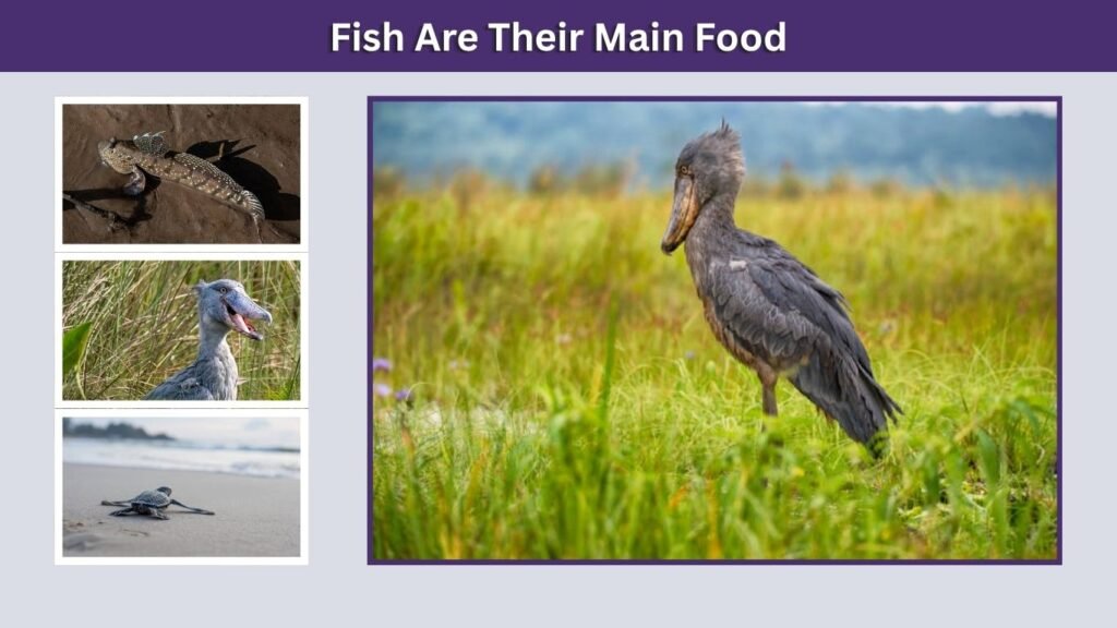 Fish Are Their Main Food