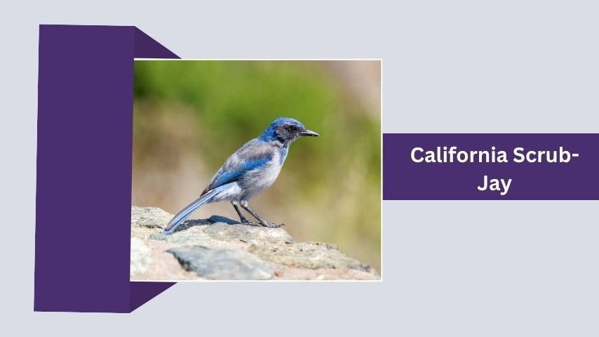 California Scrub-Jay