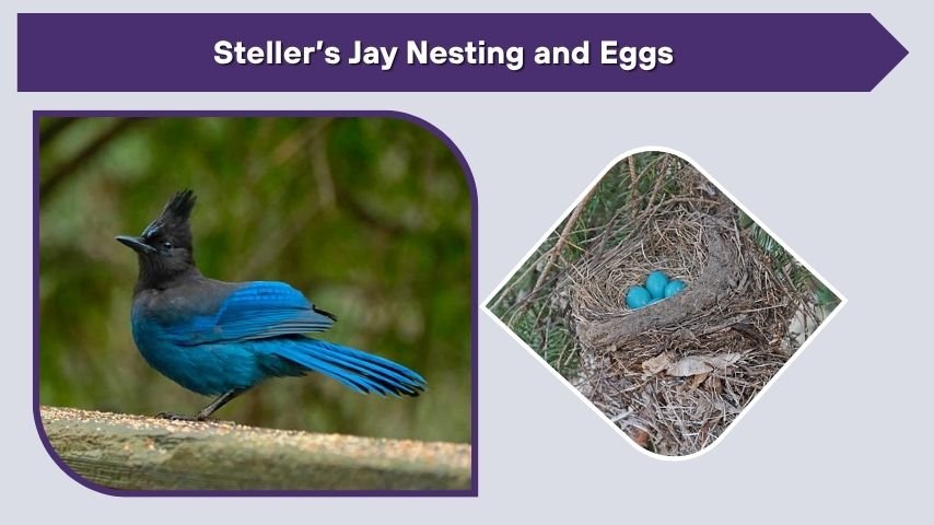 Steller’s Jay Nesting and Eggs