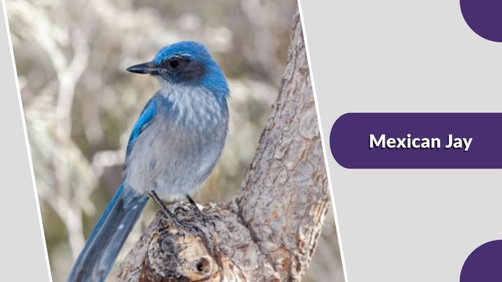 Mexican Jay