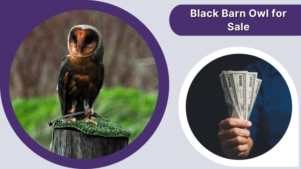 Black Barn Owl for Sale