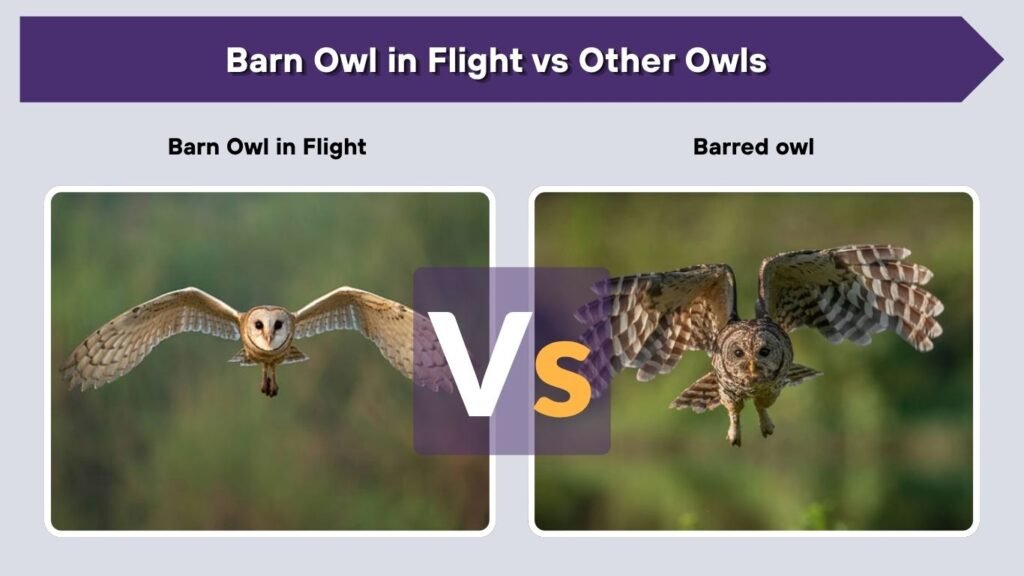 Barn Owl in Flight vs Other Owls