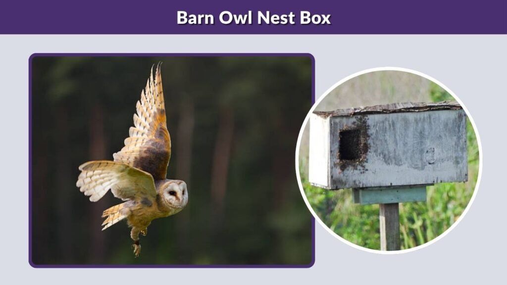 Barn Owl Nest Box