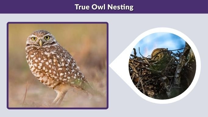 True Owl Nesting