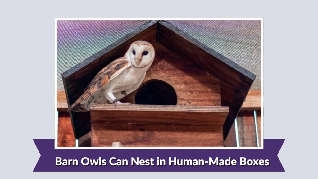 Barn Owls Can Nest in Human-Made Boxes