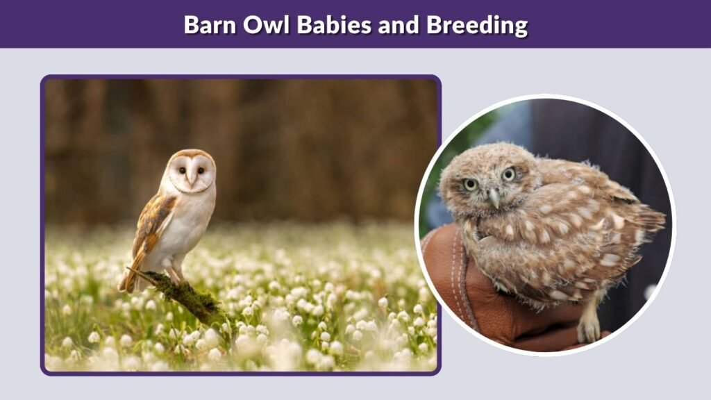 Barn Owl Babies and Breeding