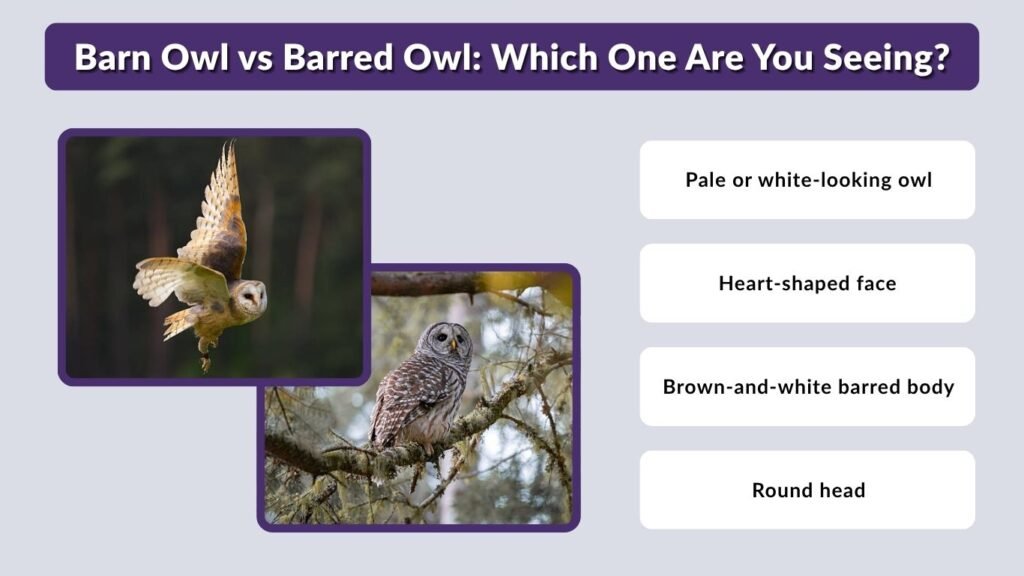 Barn Owl vs Barred Owl: Which One Are You Seeing?