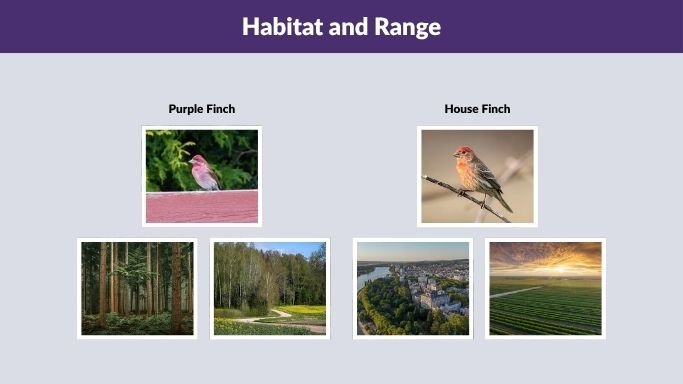 Habitat and Range