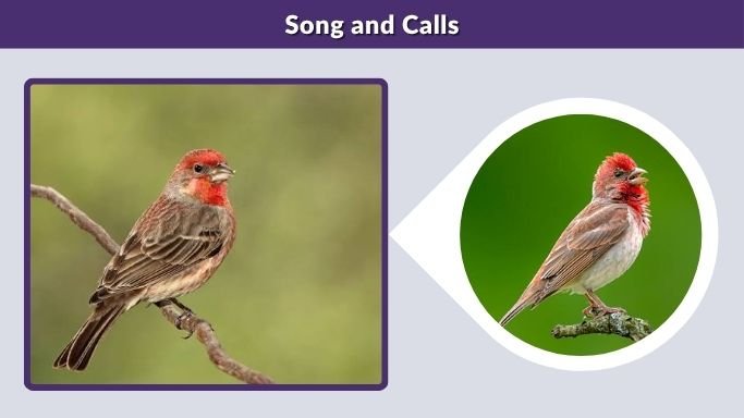 Song and Calls