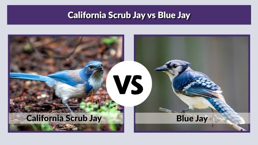 California Scrub Jay vs Blue Jay