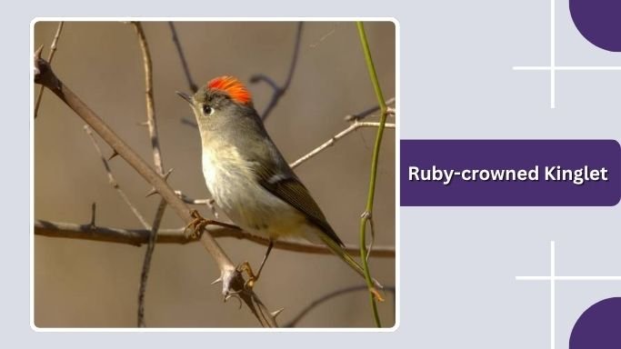 Ruby-crowned Kinglet