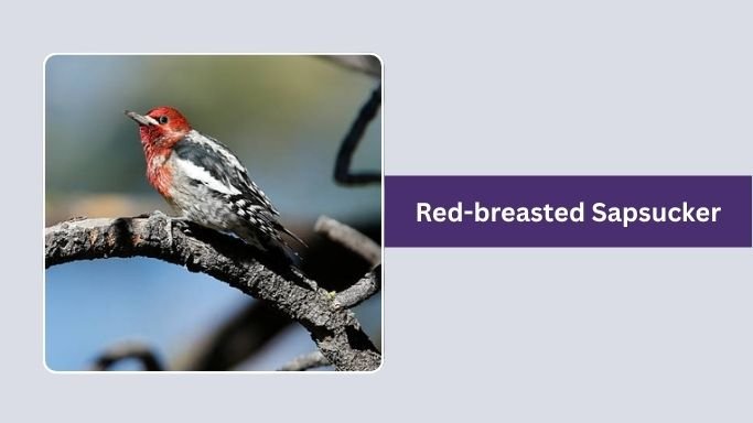 Red-breasted Sapsucker
