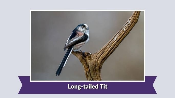 Long-tailed Tit