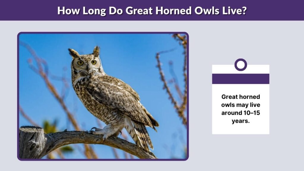 How Long Do Great Horned Owls Live?