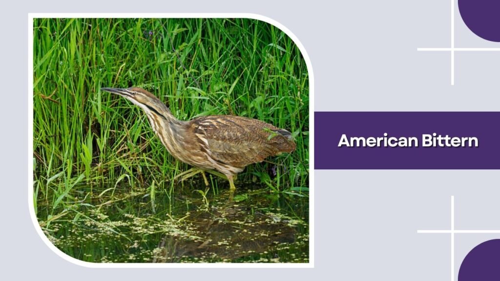 American Bittern