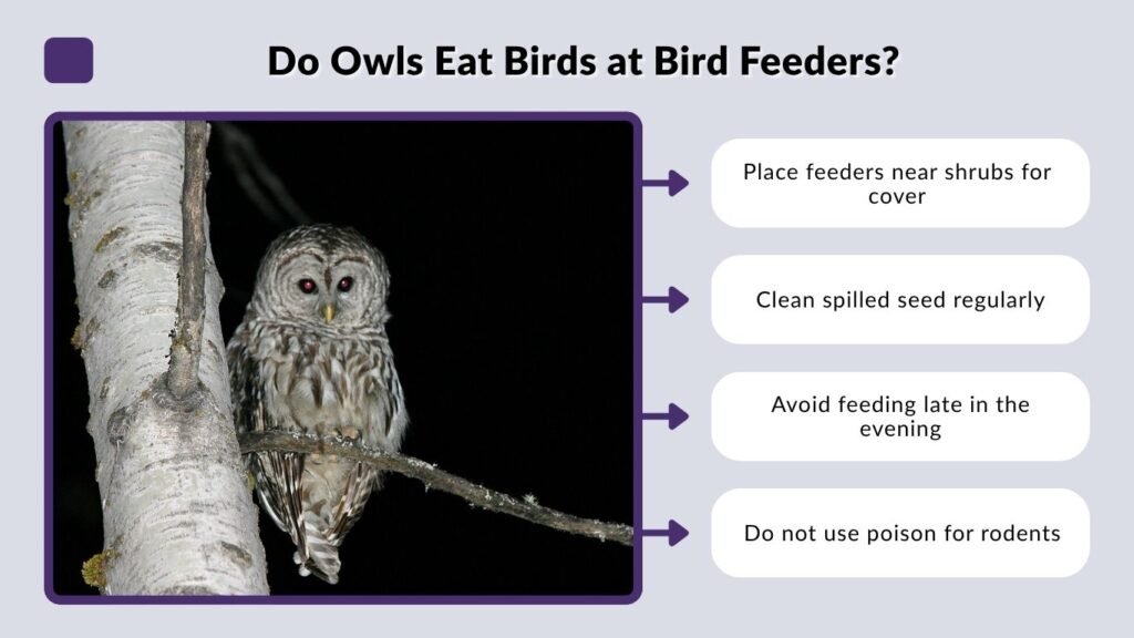 Do Owls Eat Birds at Bird Feeders?