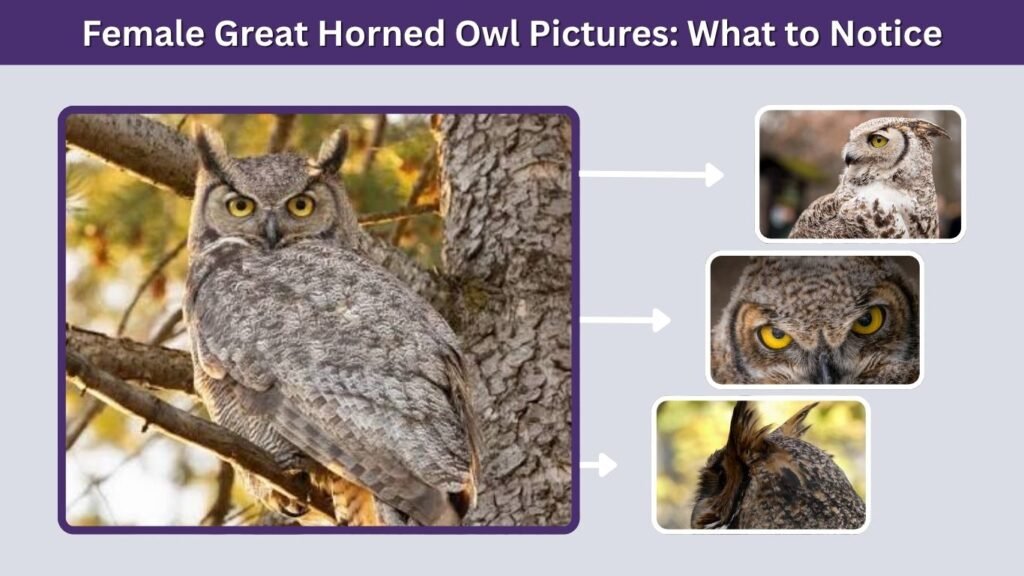 Female Great Horned Owl Pictures: What to Notice