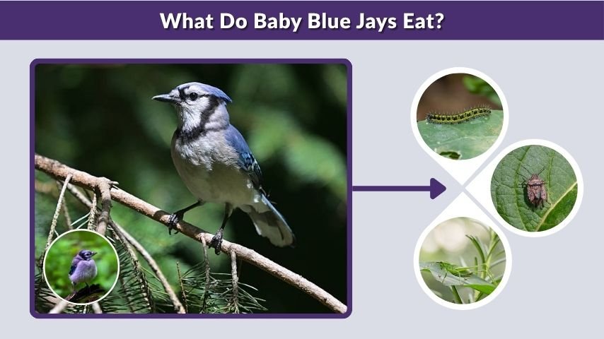 What Do Baby Blue Jays Eat?
