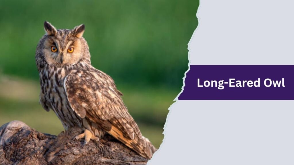 Long-Eared Owl