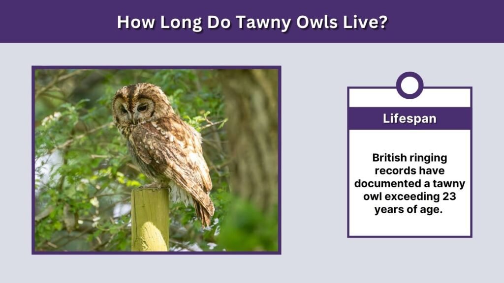 How Long Do Tawny Owls Live?