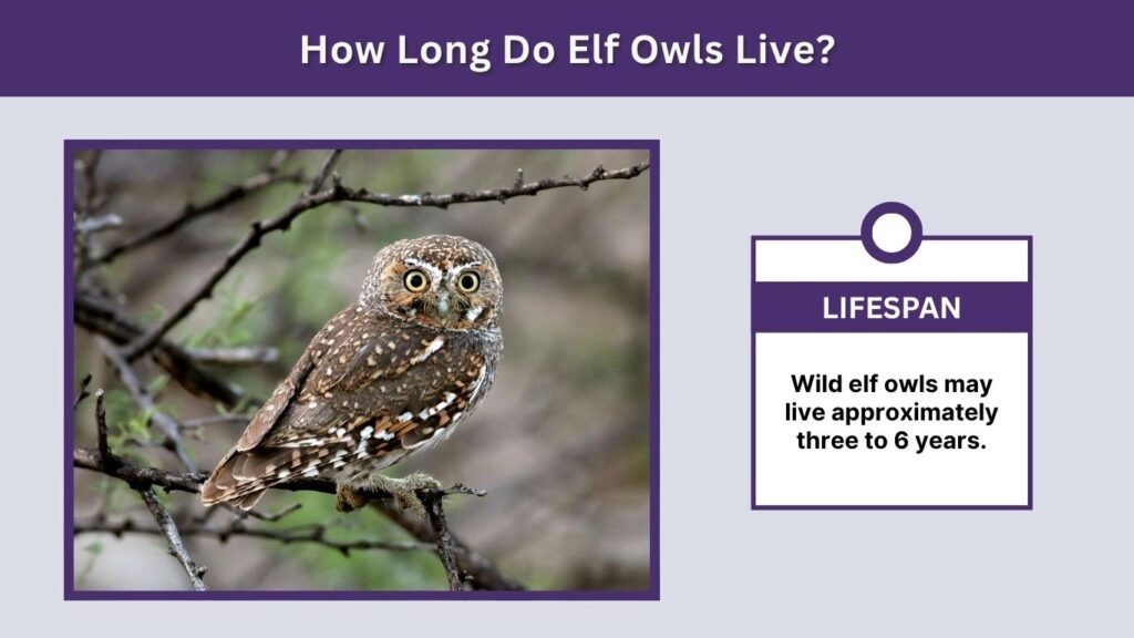How Long Do Elf Owls Live?