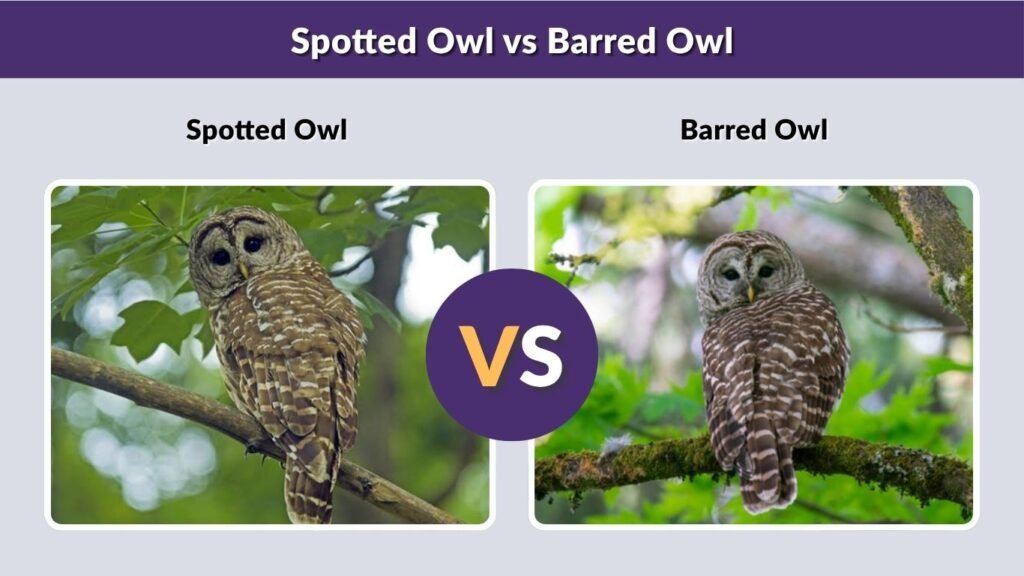 Spotted Owl vs Barred Owl