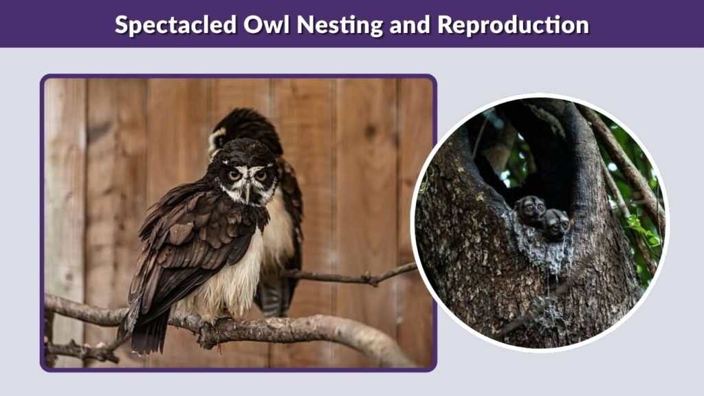 Spectacled Owl Nesting and Reproduction