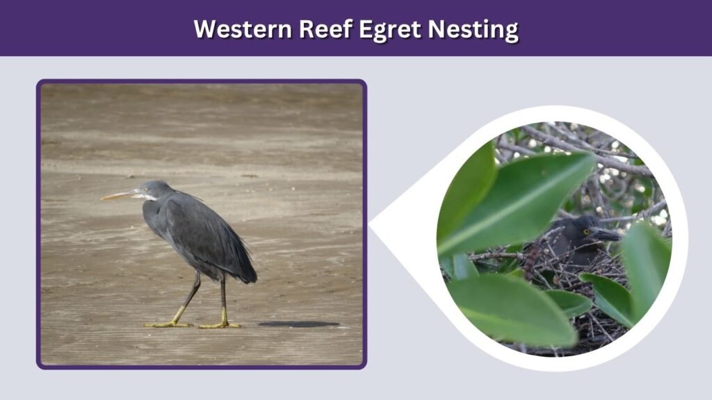 Western Reef Egret Nesting
