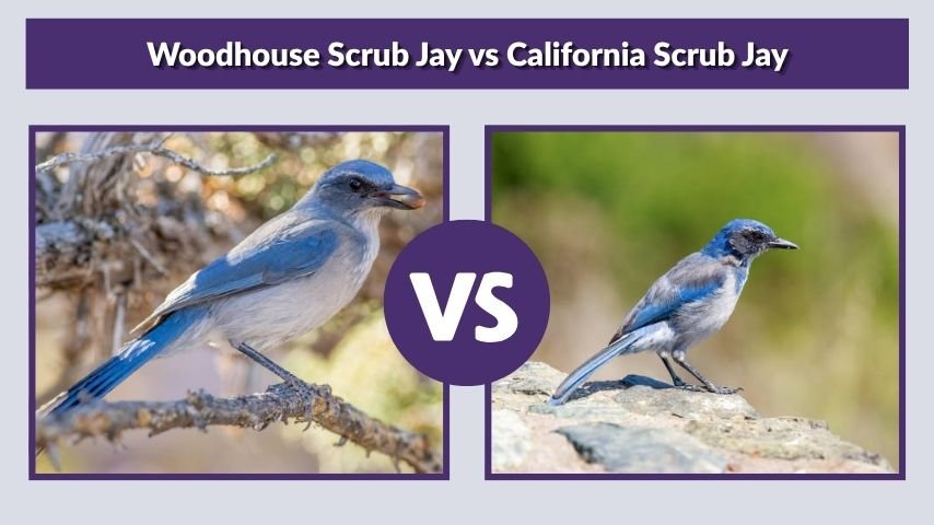 Woodhouse Scrub Jay vs California Scrub Jay