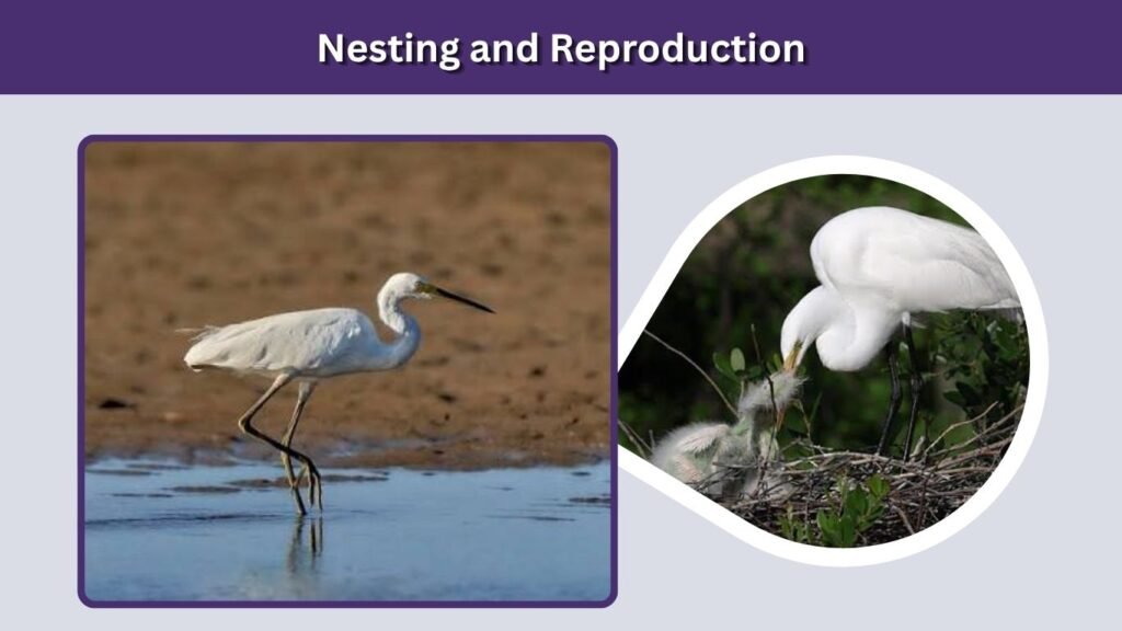 Nesting and Reproduction
