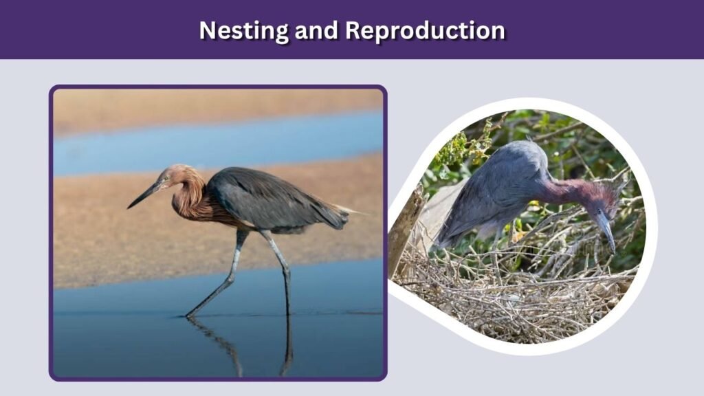 Nesting and Reproduction