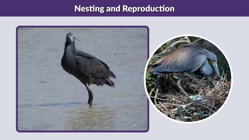 Nesting and Reproduction